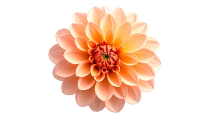 Fototapeta premium Isolated, overhead close-up of a blooming dahlia with peach petals
