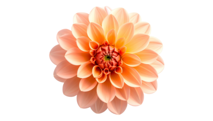 Isolated, overhead close-up of a blooming dahlia with peach petals