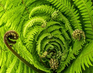 Close-up of a vibrant green fern unfurling in a spiral pattern, showcasing its delicate fronds and detailed textures