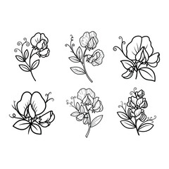 Sweet Pea Flower Line Art Vector Set