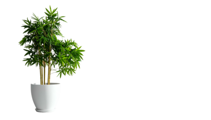 A potted green leafy plant against a black backdrop, offering a contrast of life and space