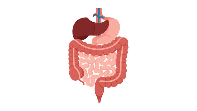 Detailed illustration of the human digestive system highlighting the stomach intestines and
