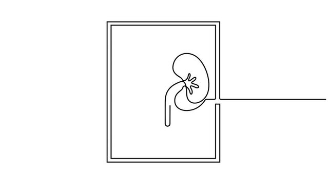 Self animated minimalist, continuous line drawing representing the human kidneys and the urinary system.