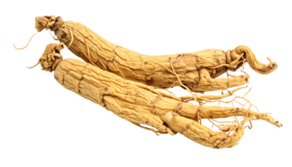 Close-up studio shot of two brown, gnarled roots, likely herbal remedies, with textured surfaces, roots and stems