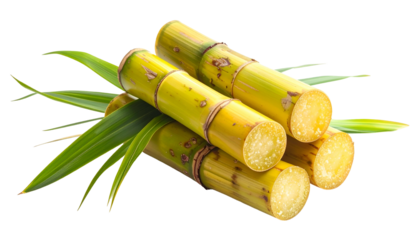 Close-up studio shot of sugarcane stalks, some cut, with green leaves, against black background