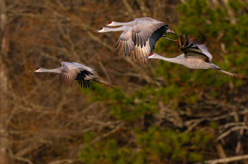 Sandhill cranes flying fast in front of trees in Hiwassee Wildlife Refuge in Meigs County, Tennessee