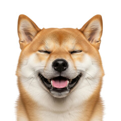 Happy shiba inu dog smiling isolated on transparent background