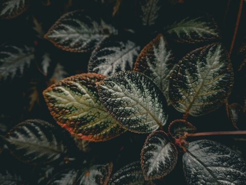 Dark Moody Close Up of Episcia Cupreata Leaves with Textured Pattern
