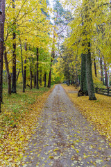 Fototapeta premium Scenic Autumn Forest Road Covered with Fallen Yellow Leaves