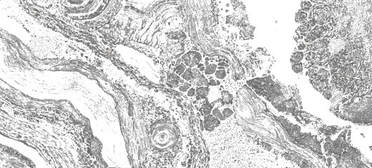 Vintage abstract rock strata pattern with organic wave lines textured. sandstone sedimentary rock formation natural earth strata background.