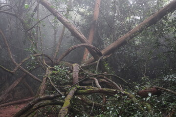 Obraz premium forest, nature, fog, mist, rain, landscape, green, trees, moss, woodland, outdoor, misty, atmospheric, environment, wilderness, leaves, roots, trunks, damp, wet, scenery, old-growth, rainforest, folia