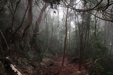 forest, nature, fog, mist, rain, landscape, green, trees, moss, woodland, outdoor, misty, atmospheric, environment, wilderness, leaves, roots, trunks, damp, wet, scenery, old-growth, rainforest, folia