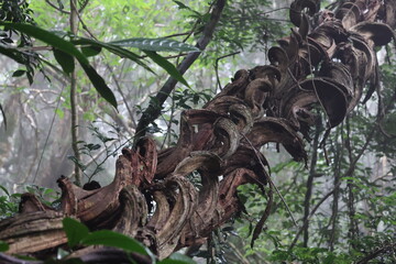 forest, nature, fog, mist, rain, landscape, green, trees, moss, woodland, outdoor, misty, atmospheric, environment, wilderness, leaves, roots, trunks, damp, wet, scenery, old-growth, rainforest, folia
