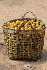 A basket of fresh organge and organic citrus fruits sits in a ripe wicker container alongside healthy apples and pears for a juicy raw vegetarian diet