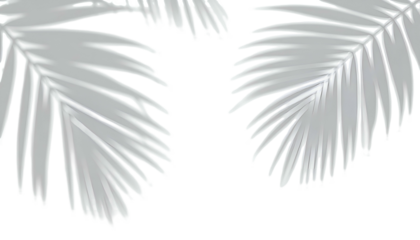 Silvery palm fronds against a stark black background, creating a minimalist aesthetic (1)