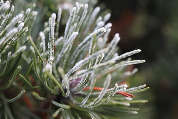 igły choinki pokryte mrozem jako symbol zimy