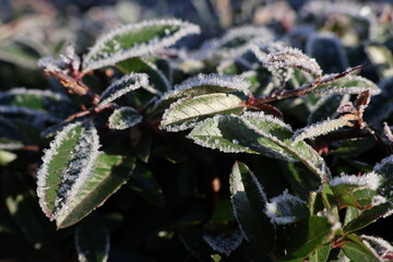 zielone liście pokryte mrozem jako krajobrazy zimy