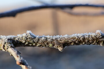 gałąź pokryta śniegiem jako częsty motyw zimowej scenerii