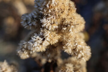 roślina pokryta mrozem jako zimowe tło