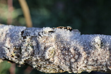 gałąź pokryta mrozem jako symbol zimy