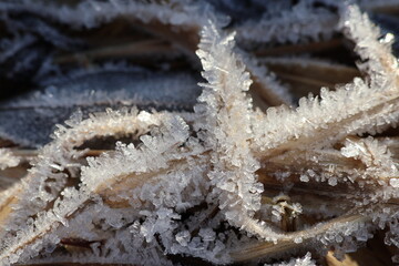 rośliny pokryte kryształkami lodu jako krajobraz natury