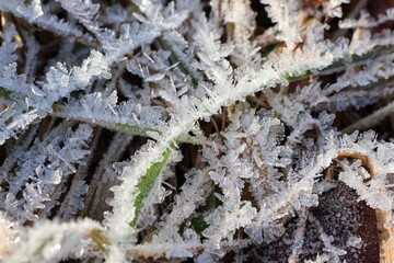 zimowe pejzaże rośliny pokryte kryształkami lodu