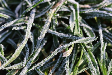 zielona trawa pokryta mrozem jako symbol zimy