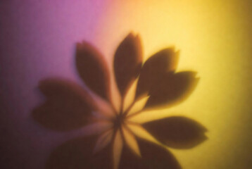 Flower shadow cast on a colorful background during afternoon light in a calm indoor space