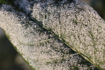 zielony liść pokryty mrozem jako tło zimowe