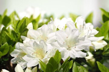 植物　5月　花　公園