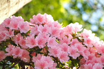 植物　5月　花　公園