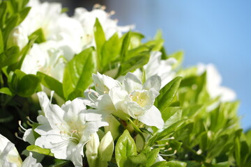植物　5月　花　公園