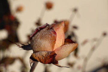 zamarznięta r&oacute;ża jako tło zimowe