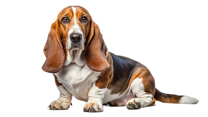 Basset Hound dog isolated on a transparent background, beagle puppy isolated on white background