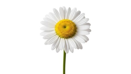 Fototapeta premium Single daisy with white petals and yellow center on a white background
