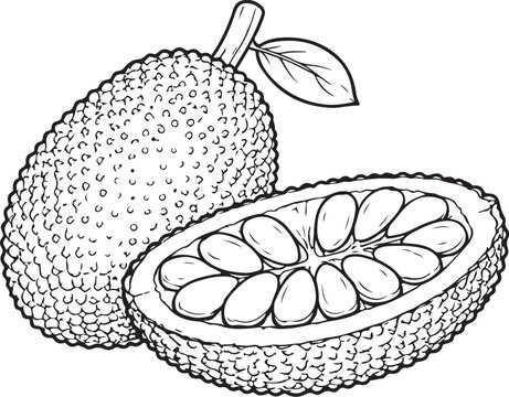 jack fruit Hand-drawn Sketch Drawing Vector Illustration, Line Linear Symbol Engraving Coloring Book, Black and White Isolated