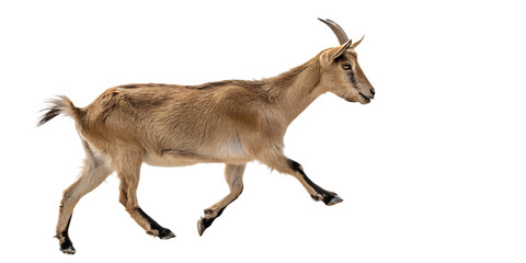 Goat walking forward. Dynamic farm animal isolated on transparent background.