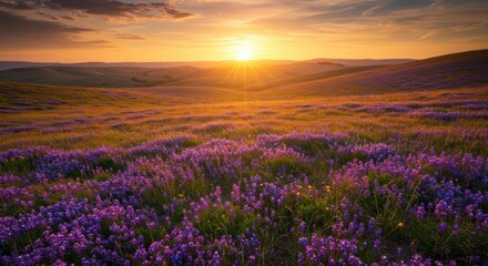 Fototapeta premium Expansive rolling hills covered in vibrant purple wildflowers illuminate during a golden hour sunset