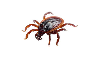 Detailed macro photo of a brown, engorged tick on a black background, in sharp focus