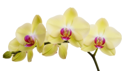 Isolated light yellow Moth Orchid bloom, delicate petals with red and magenta centers