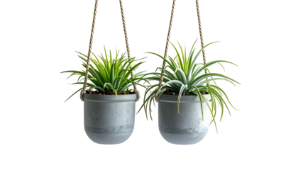 Two hanging potted plants with green foliage and striped leaves against a black backdrop