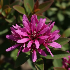 close up of a pink hydrangea