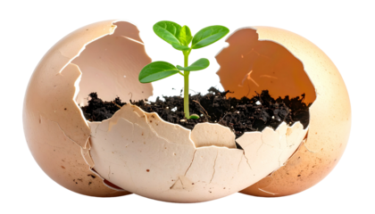 A small plant sprouts from soil held within a cracked eggshell, symbolizing new life