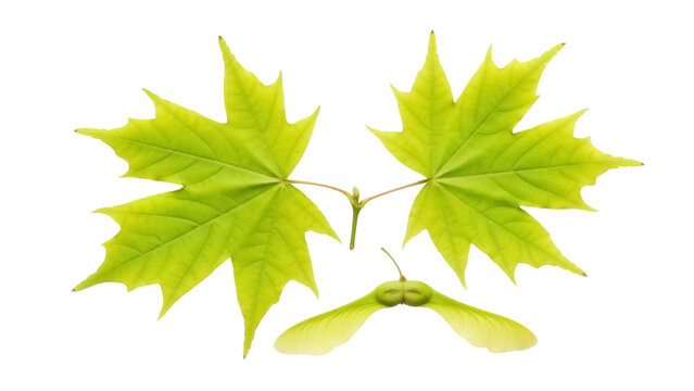 Isolated Arrangement of Green Maple Leaves and Samaras, Acer Platanoides, Spring Time