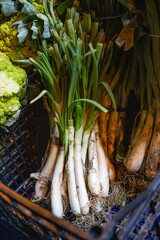 Parsley, Cal&ccedil;otada, traditional food of Catalan culture.