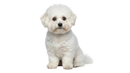 Obraz premium Isolated dog pet animal Bichon Frise puppy looking at camera, sitting in studio shot, fluffy fur