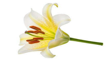 Obraz premium Isolated Lilium flower in bloom against a neutral setting, elegant and natural, blossoming now