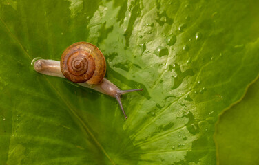 A small snail crawling across a vibrant green lotus leaf covered in raindrops. High-quality macro...