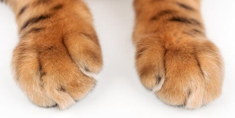 Close-up of cat paws
