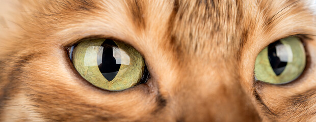 Close-up of a Bengal cats eyes